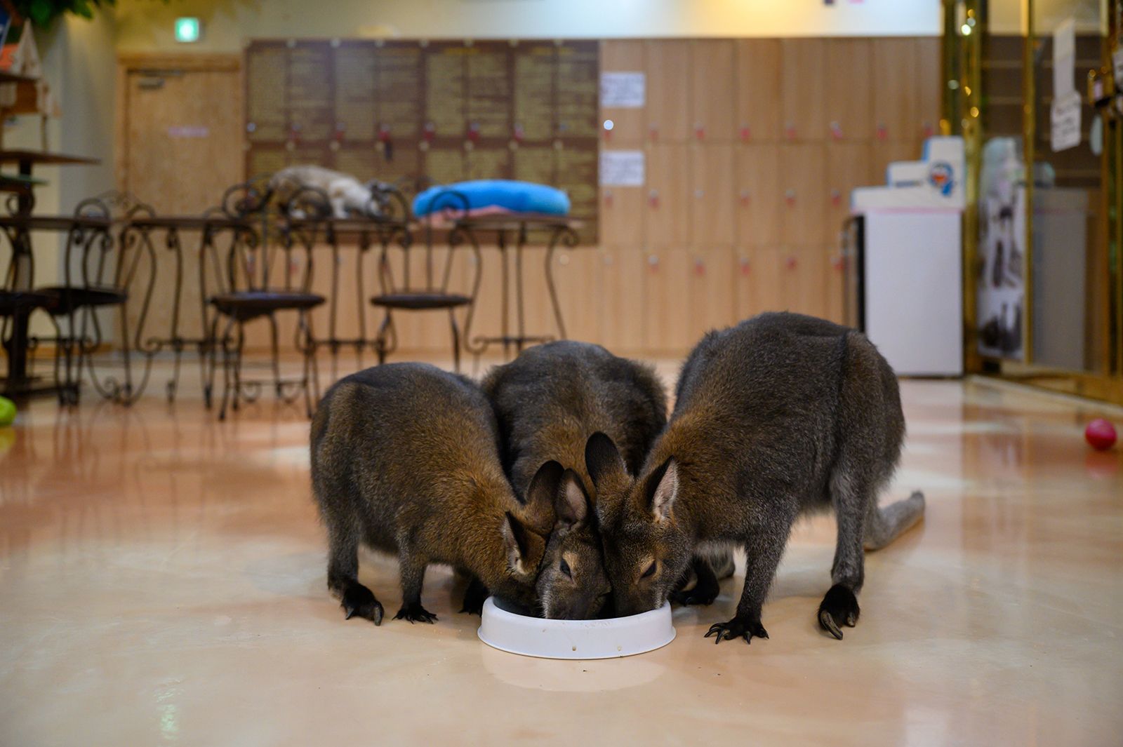 South Korea’s Animal Cafes: The Furry Frenzy Faces a Reality Check